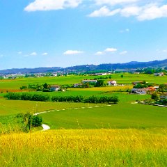 P1220216    La fertile conca tra Colli Berici.
